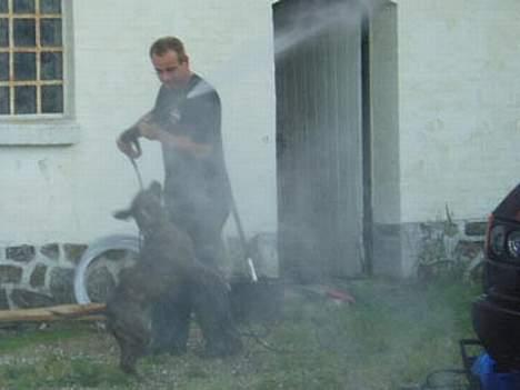 Amerikansk staffordshire terrier Diana - Hvem bliver mest våd - bilen, eller diana?? Juli 2006 billede 12
