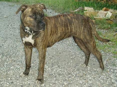 Amerikansk staffordshire terrier Diana - Smukke Diana juli 2006 billede 13