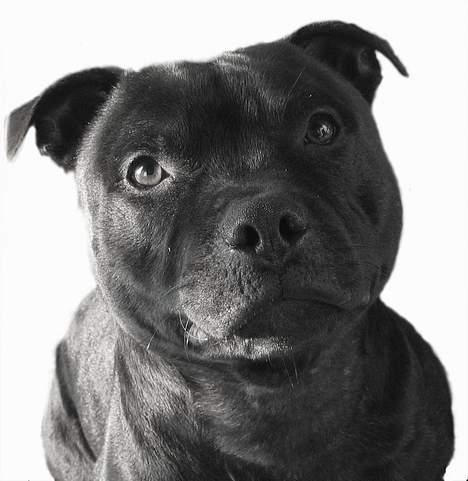 Staffordshire bull terrier "Anton" (Kronsäter) - Hjemmelavet portræt foto :) billede 6