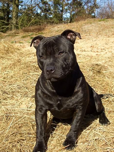 Staffordshire bull terrier "Anton" (Kronsäter) - Anton er her omkring 7 mdr -super skøn, hvis man spørger mig :) billede 7