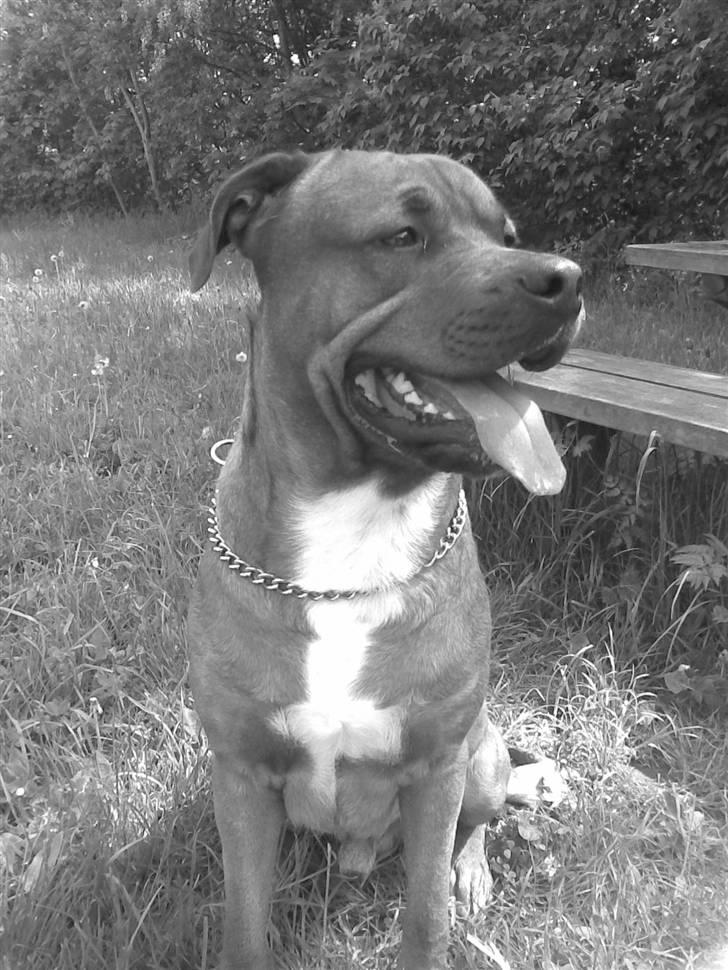 Blanding af racer Kenzo billede 1