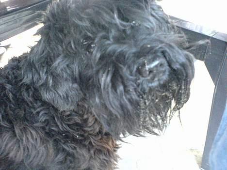 Dvaergschnauzer Daisy - Ska du fotografere lige nu??? billede 3