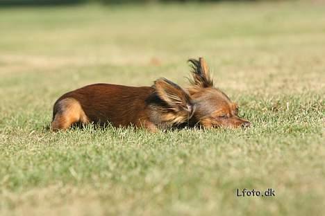 Russisk toy terrier Carskoe Zolotce Mazasis   - Sommeren 06 billede 15