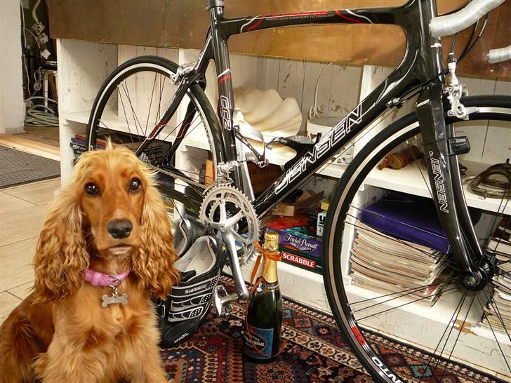 Cocker spaniel Bella aka Jelly Belly billede 1