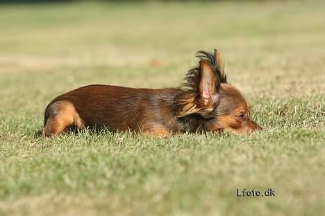 Russisk toy terrier Carskoe Zolotce Mazasis   - Sommeren 06 billede 16