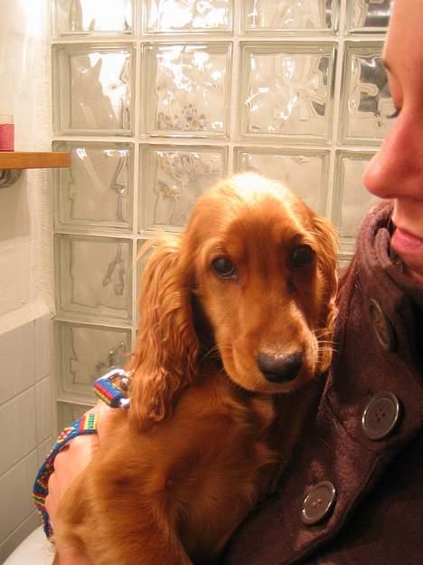 Cocker spaniel Bella aka Jelly Belly billede 4