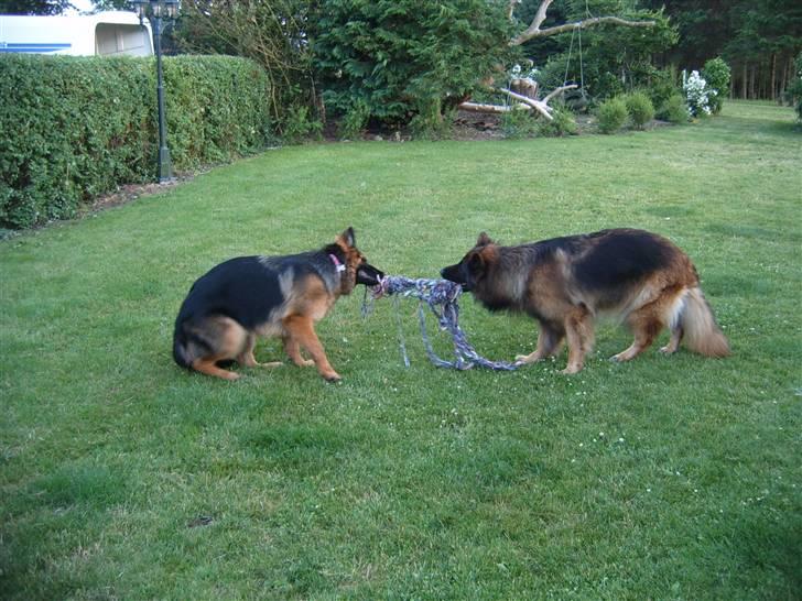 Schæferhund Haweto Natja   billede 12