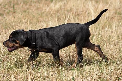 Blanding af racer Amweiler Fix *26-5* - *Nyt* Tosafoto  billede 13