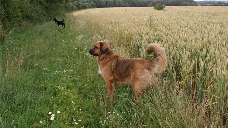 Rottweiler Chantie - Chantie og hendes kæreste, Seiko... billede 16