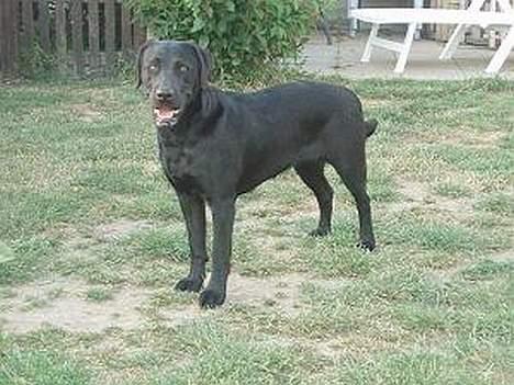 Labrador retriever Chili Sunborn FIFI - Er jeg ikke bare flot billede 7