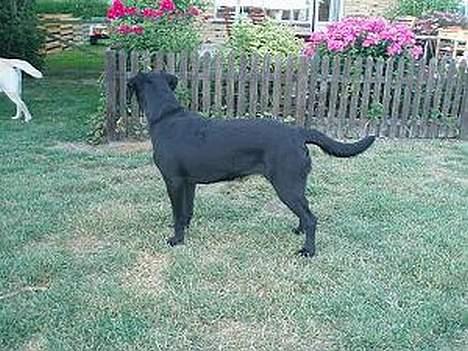 Labrador retriever Chili Sunborn FIFI - Se mig lige fra siden.. billede 8