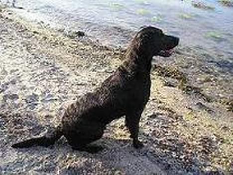 Labrador retriever Chili Sunborn FIFI - Klar til at hente byttet billede 9