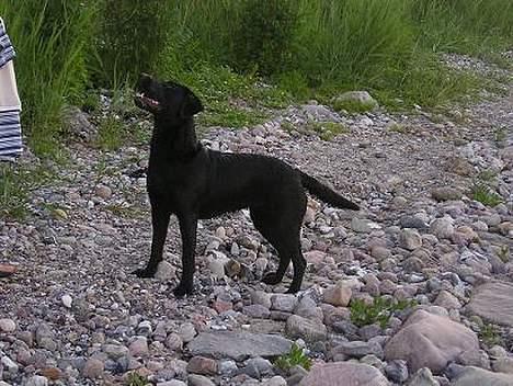 Labrador retriever Chili Sunborn FIFI - Kast så... billede 10