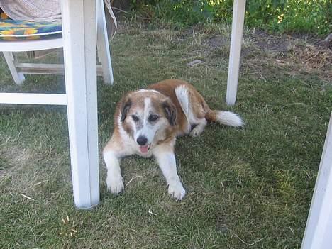 Blanding af racer Bobbi *død 27 April 07* - taget i uge 29 billede 7