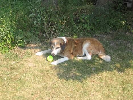 Blanding af racer Bobbi *død 27 April 07* - Alt hvad jeg behøver... min bold og skygge.. billede 8