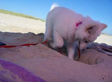 Dansk Spids Fie ( død 10 April 2020) - jeg er på ferie ved vesterhavet og der må man grave store huller billede 9