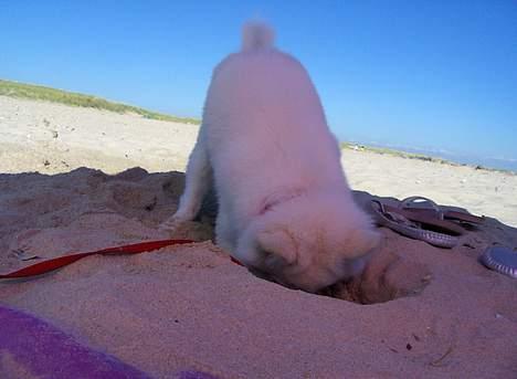 Dansk Spids Fie ( død 10 April 2020) - hold da op så er jeg snart i kina billede 10