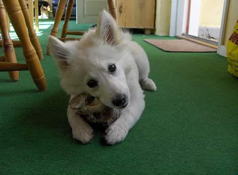 Dansk Spids Fie ( død 10 April 2020) - det er mit ben og jeg deler ikke. billede 11