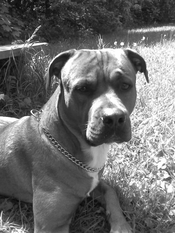 Blanding af racer Kenzo - På vagt.. :) billede 2