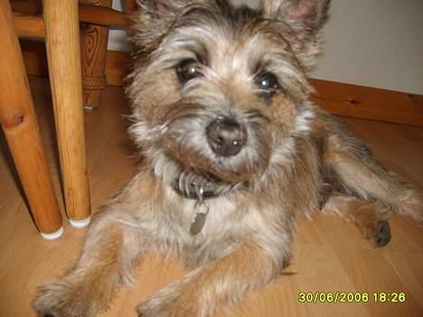 Cairn terrier Oscar billede 16