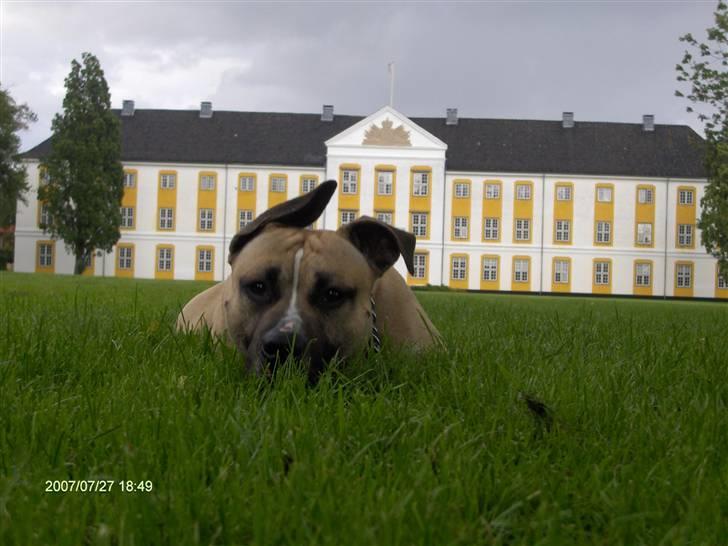 Amerikansk staffordshire terrier Eddie (2005-2018) - hertug eddie  billede 4