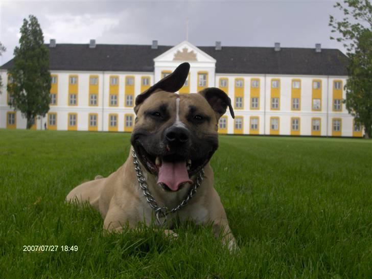Amerikansk staffordshire terrier Eddie (2005-2018) - eddie 2007 billede 5