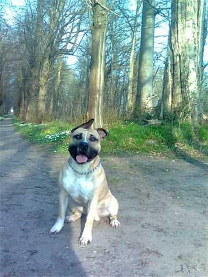 Amerikansk staffordshire terrier Eddie (2005-2018) - Smuk forårsdag! billede 6