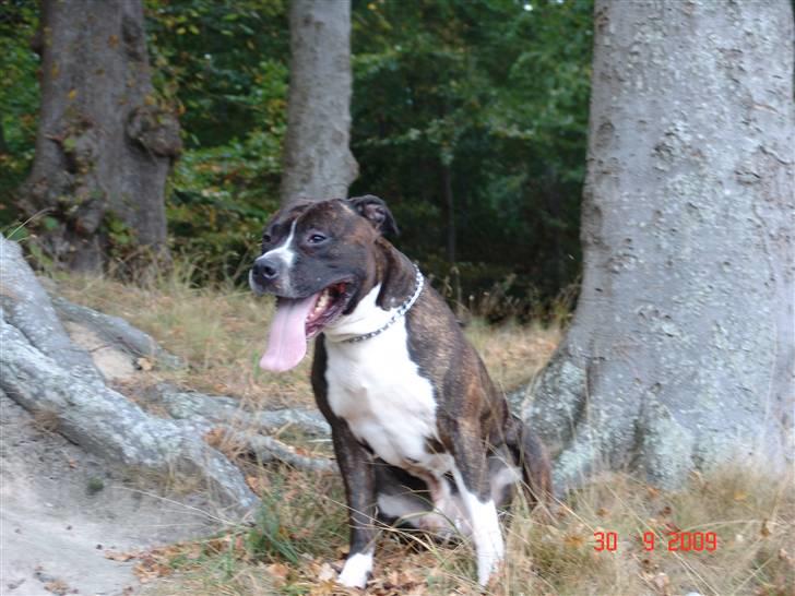 Amerikansk staffordshire terrier Jack (2004-2017)  billede 7