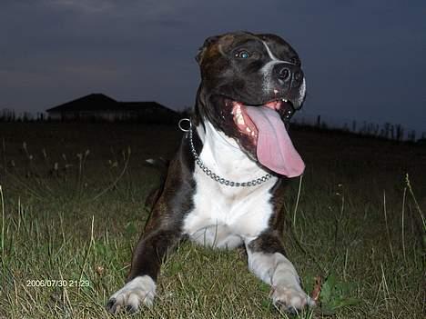 Amerikansk staffordshire terrier Jack (2004-2017)  billede 8