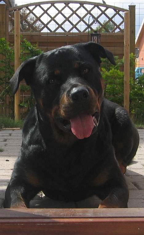 Rottweiler Kaiser RIP  - Ligger lige og ser interreseret ud! billede 10