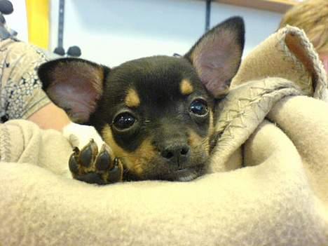 Chihuahua Chanel billede 7