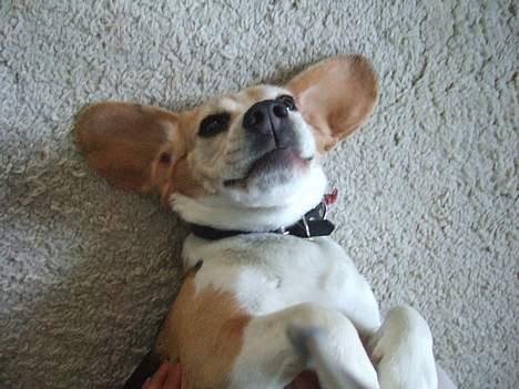 Beagle Honey - Haløj... billede 10