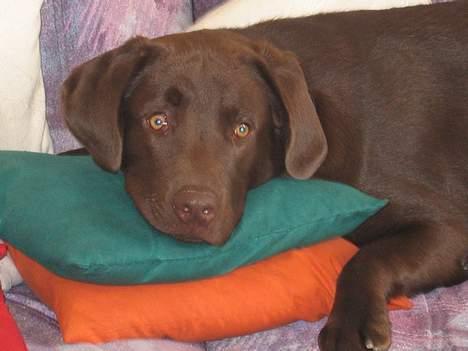 Labrador retriever Basse - Jeg elsker puder billede 1