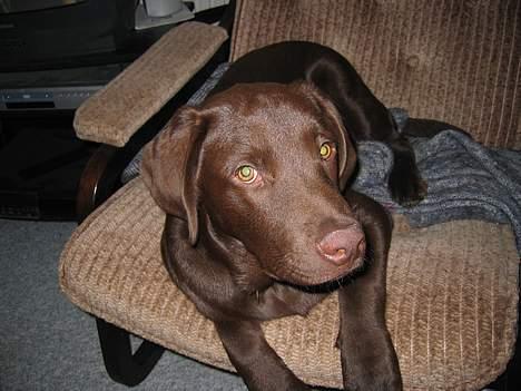 Labrador retriever Basse - Min gamle stol mor har smidt ud.. billede 2