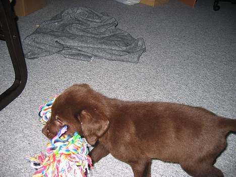 Labrador retriever Basse - Helt lille med stort legetøj billede 3