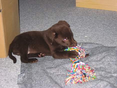 Labrador retriever Basse billede 4