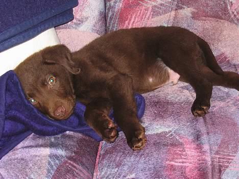 Labrador retriever Basse - Jeg er træt billede 5