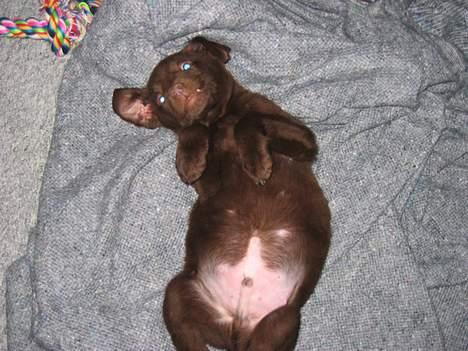 Labrador retriever Basse - Da jeg var lille elskede jeg at vise mig billede 6