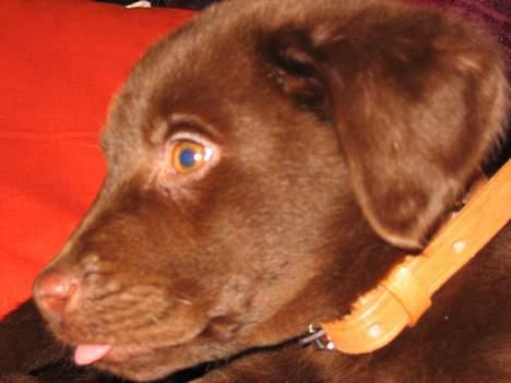 Labrador retriever Basse - Jeg rækker tunge billede 7