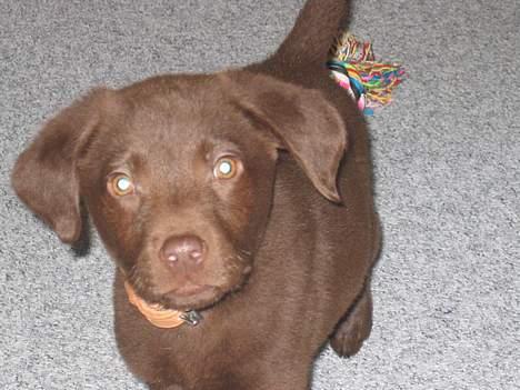 Labrador retriever Basse - Det er spændende billede 8