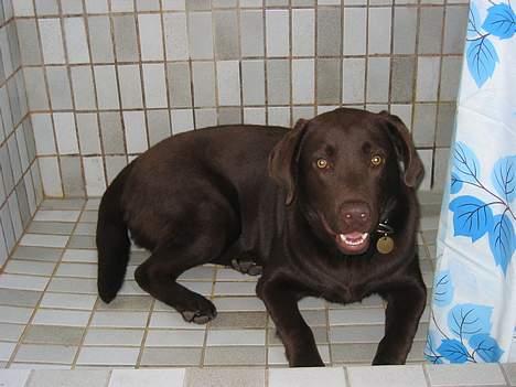 Labrador retriever Basse - Her ligger jeg når det er varmt billede 9