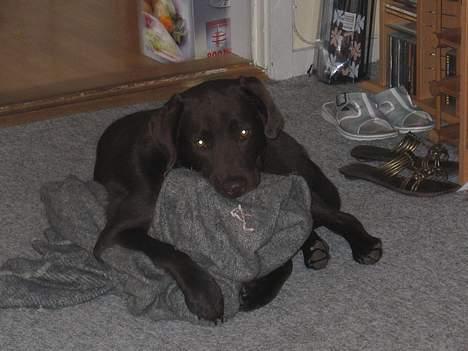 Labrador retriever Basse - Jeg elsker mit tæppe billede 10