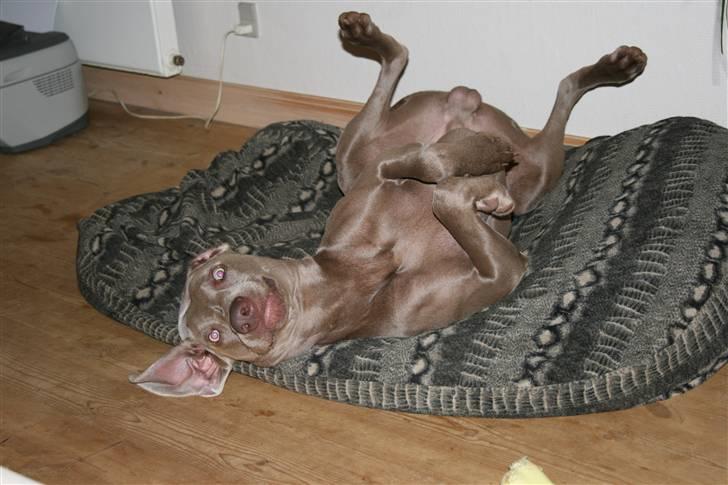 Weimaraner Merlin - Merlin eeelsker sin sækkeseng billede 7