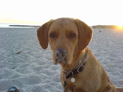 Labrador retriever sille billede 15