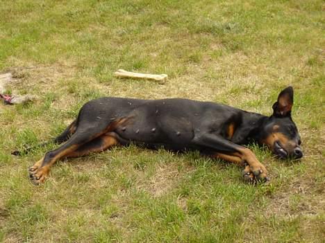 Dobermann Grusholm Flicka ( Gina ) billede 11