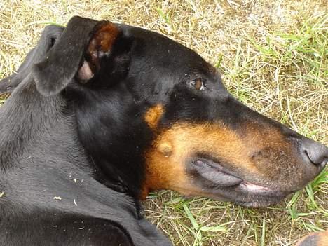 Dobermann Grusholm Flicka ( Gina ) billede 12