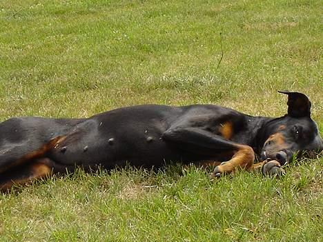 Dobermann Grusholm Flicka ( Gina ) billede 13