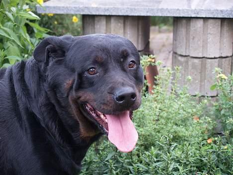 Rottweiler Freja (2011) - Det er hårdt at lege med Chester i haven :P billede 14