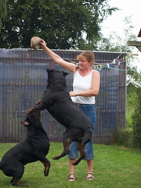 Rottweiler Freja (2011) - Kom ikke og sig at hun er tung i røven..! :D billede 15