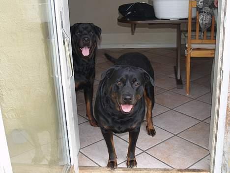 Rottweiler Freja (2011) - Dem begge to i havedøren billede 16